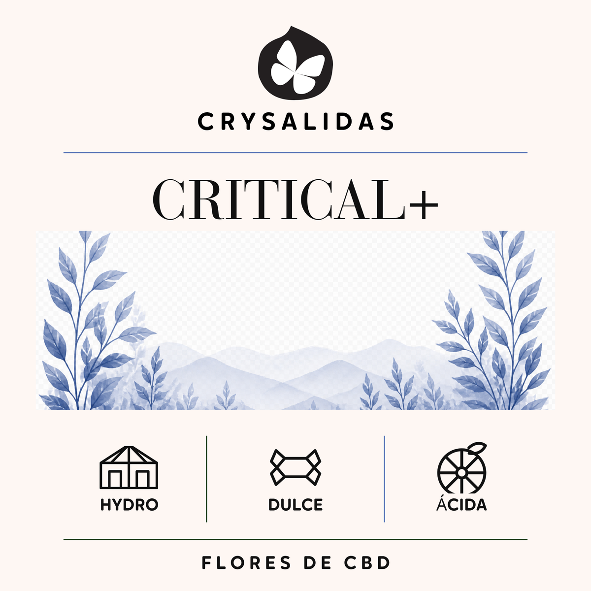 Critical+ Crysalidas: flores de CBD de cultivo hidropónico indoor, aroma dulce y matiz ácido.